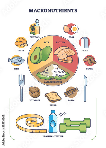 Macronutrients as fats, protein and carbohydrates complex outline diagram, transparent background. Labeled educational scheme with healthy meal division for dieting and weight loss illustration.