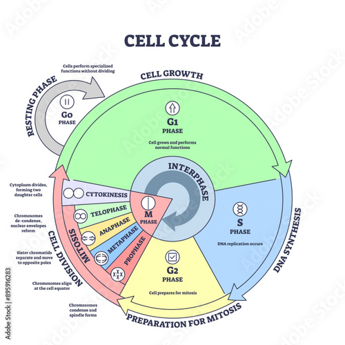 Cell cycle, growth, mitosis, synthesis and division stages outline diagram, transparent background. Labeled educational scheme with biological phases, DNA replication or splitting illustration.