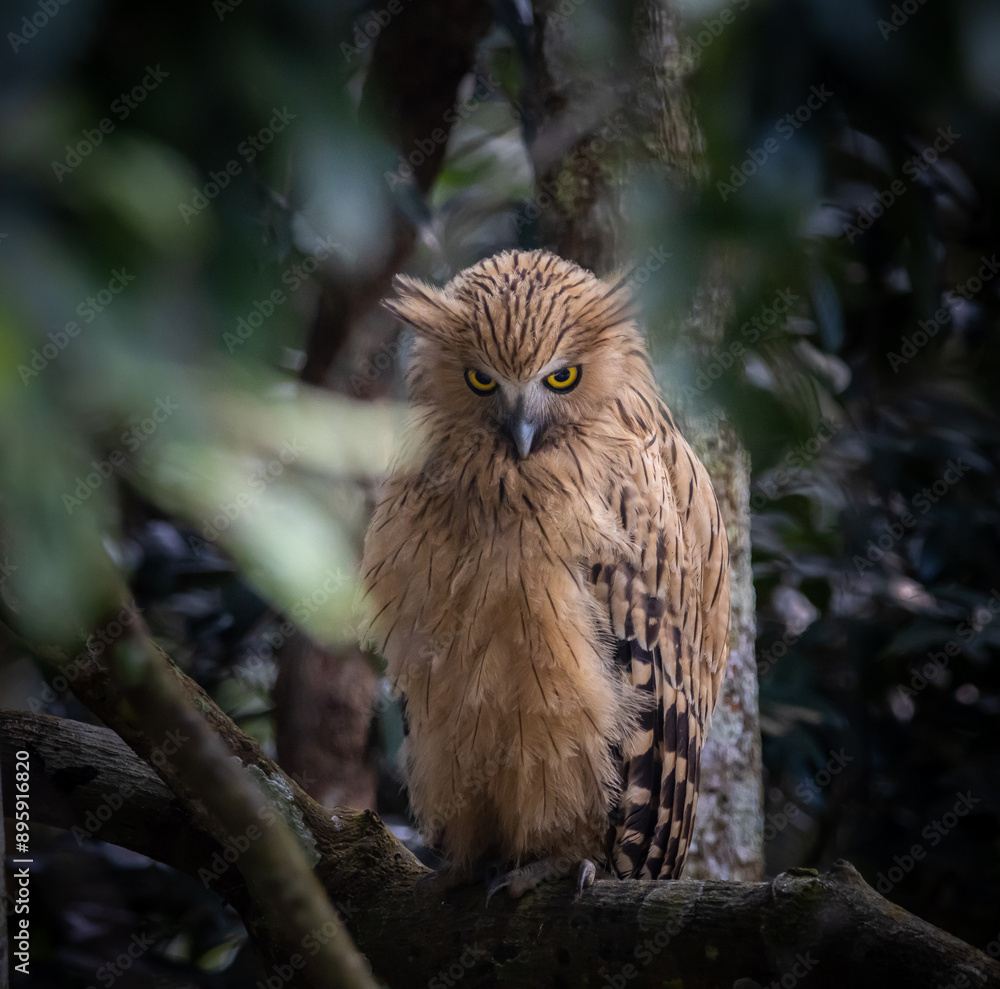 Buffy fish owl on the branch tree animal portrait.