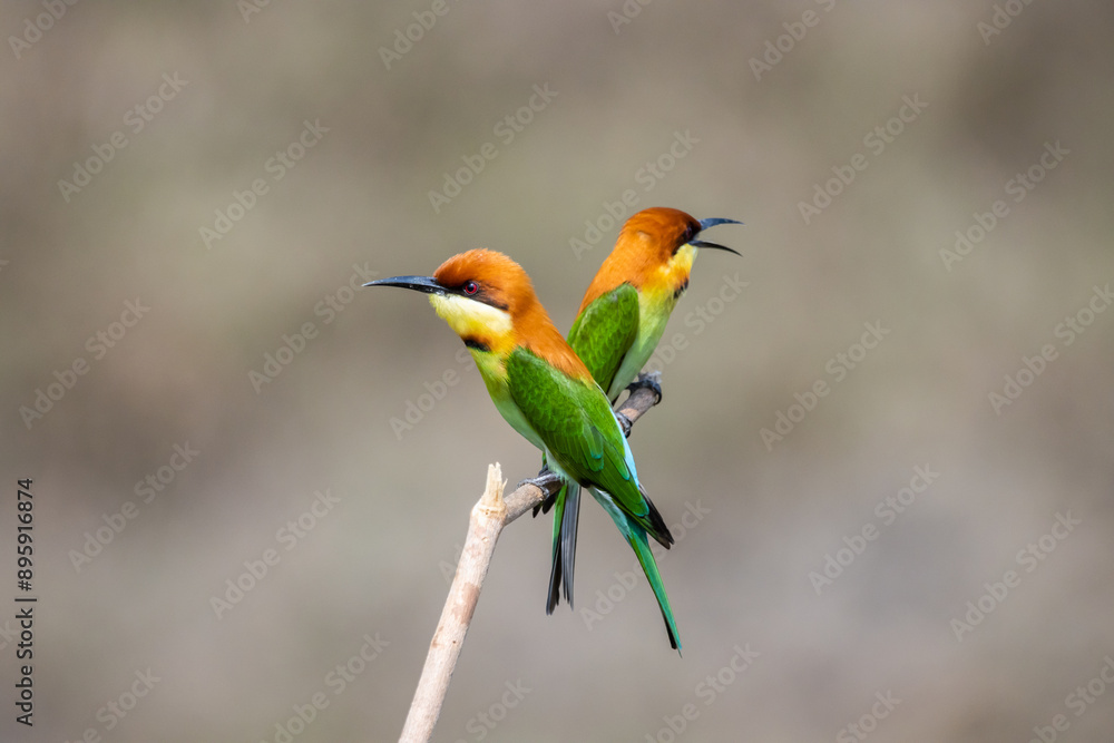 Chestnut-headed Bee-eater on the branch close up shot.