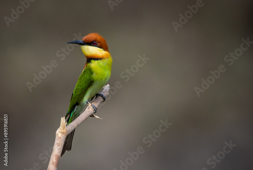 Chestnut-headed Bee-eater on the branch close up shot.