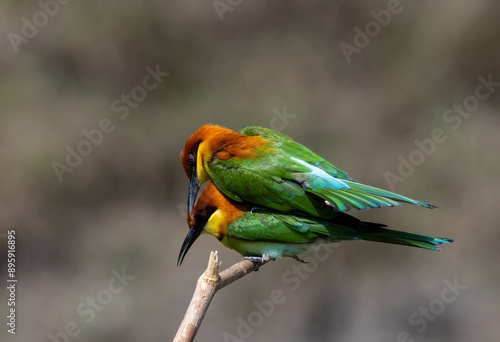 Obraz na płótnie Chestnut-headed Bee-eater on the branch close up shot. w salonie
