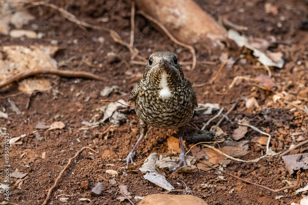 White-throated Rockthrush (female) animal portrait close up shot.