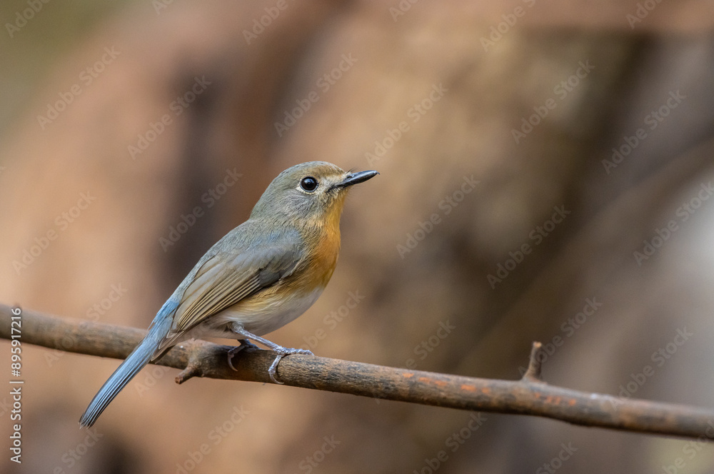 Indochinese Blue Flycatcher on the branch animal portrait.