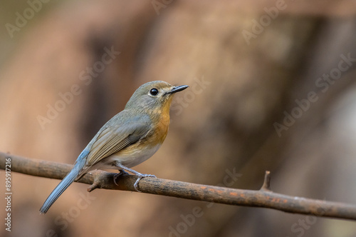 Obraz na płótnie Indochinese Blue Flycatcher on the branch animal portrait. w salonie