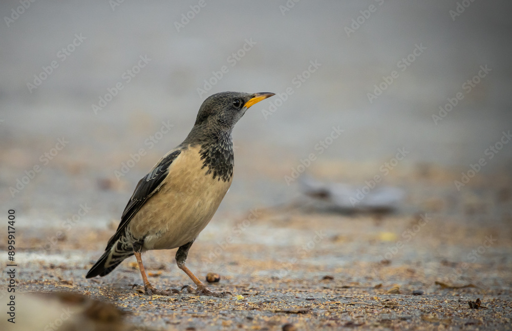 Rosy Starling animal portrait in park of Thailand.