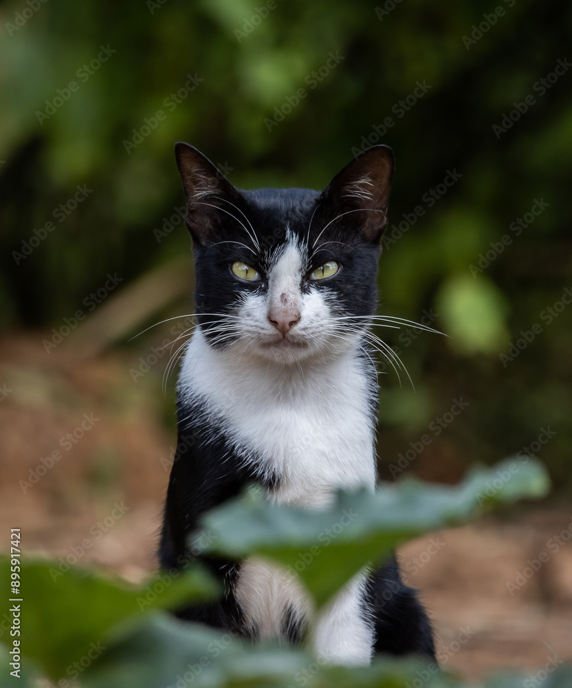A cat with white and black stripes is in the garden.