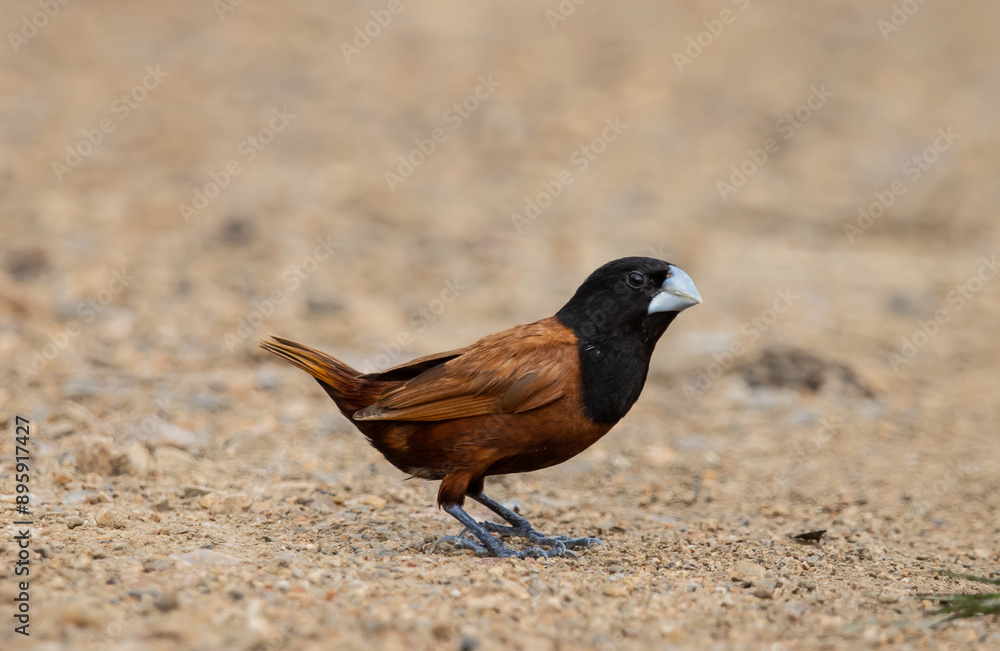 Black- headed Munia animal portrait close up shot.