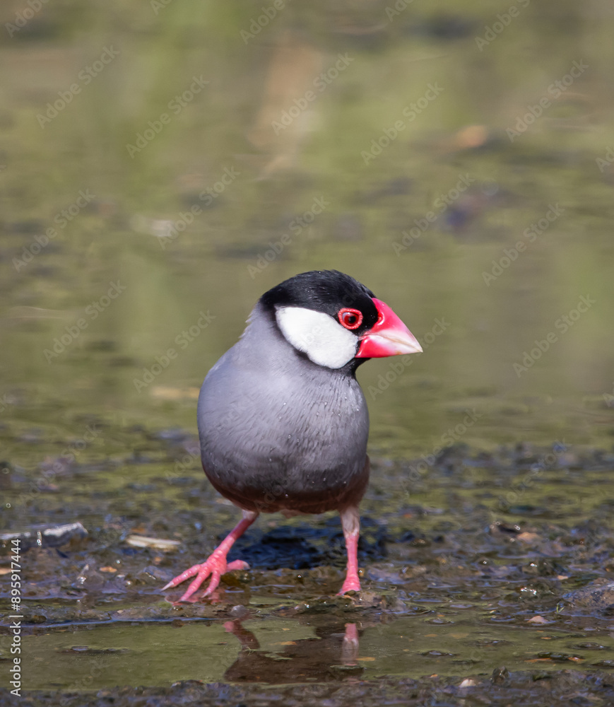 Java sparrow on the ground animal portrait.
