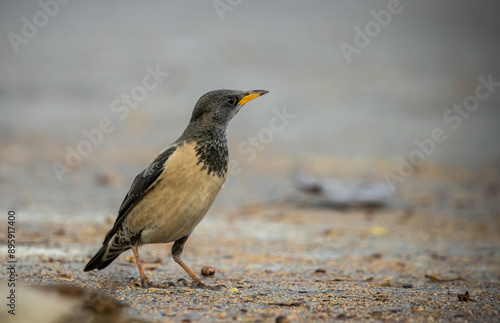 Obraz na płótnie Rosy Starling animal portrait in park of Thailand. w salonie
