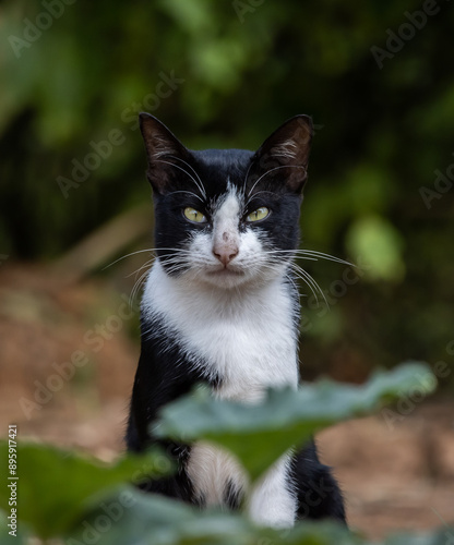 Obraz na płótnie A cat with white and black stripes is in the garden. w salonie