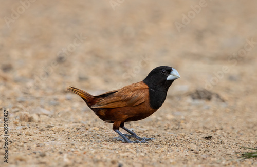 Obraz na płótnie Black- headed Munia animal portrait close up shot. w salonie