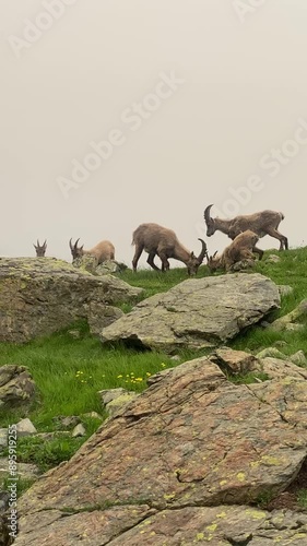 Une famille de bouquetins en train de manger sur une pente rocheuse. Les adultes et les jeunes se nourrissent de végétation, créant une scène naturelle dans un environnement alpin.