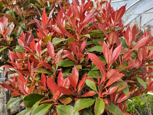 Photinia x fraseri 'Carre Rouge'