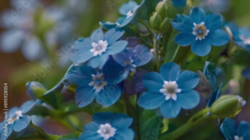 Forget-me-nots flowers close up photo