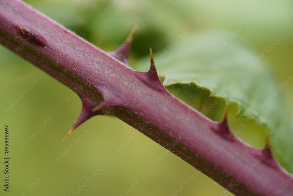 Fototapeta premium Blackberry thorns can be unpleasant when harvesting the fruit. Hanover, Germany.