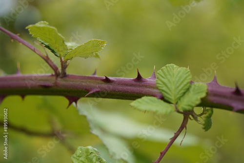 Blackberry thorns can be unpleasant when harvesting the fruit. Hanover, Germany. photo