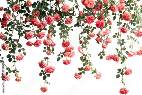 Fototapeta Naklejka Na Ścianę i Meble -  PNG Hanging pink roses on wall