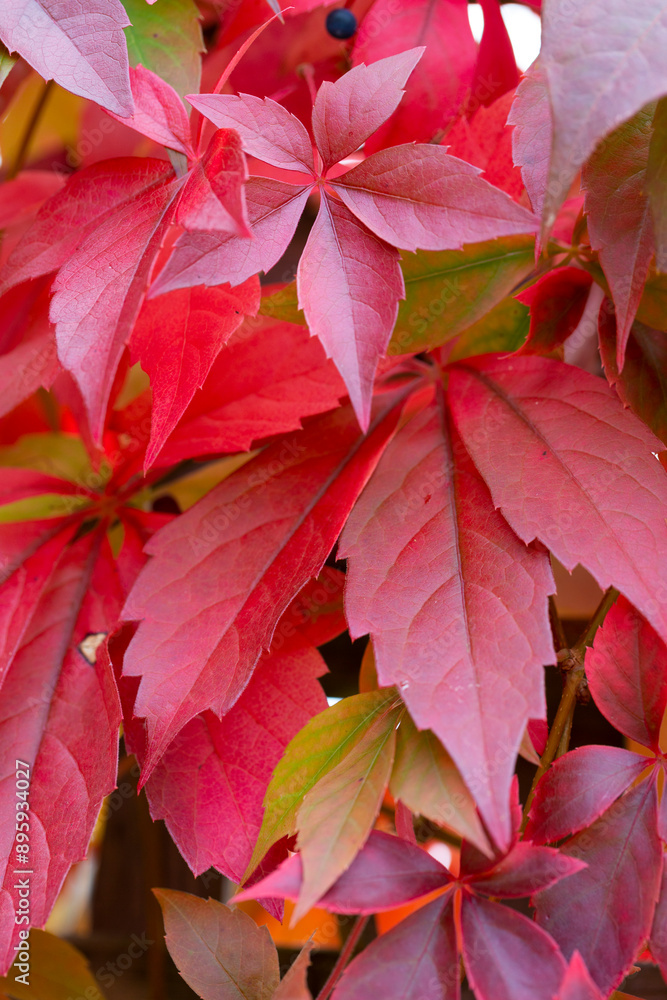 Feuilles de vignes Feuilles de vignes