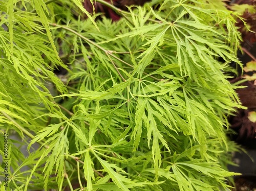 Acer palmatum var. dissectum photo