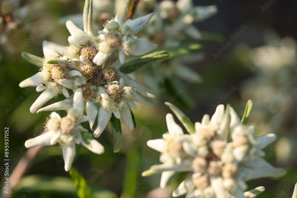 macro picture of an edelweiss flower blossom macro picture of an edelweiss flower blossom