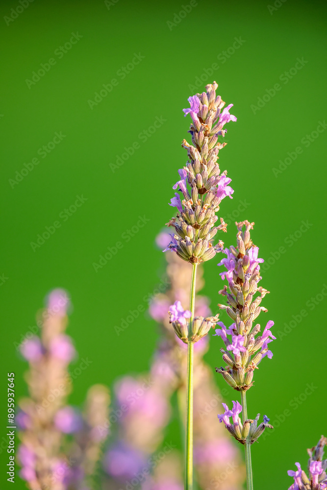 Obraz premium lavender flower in front of a green background