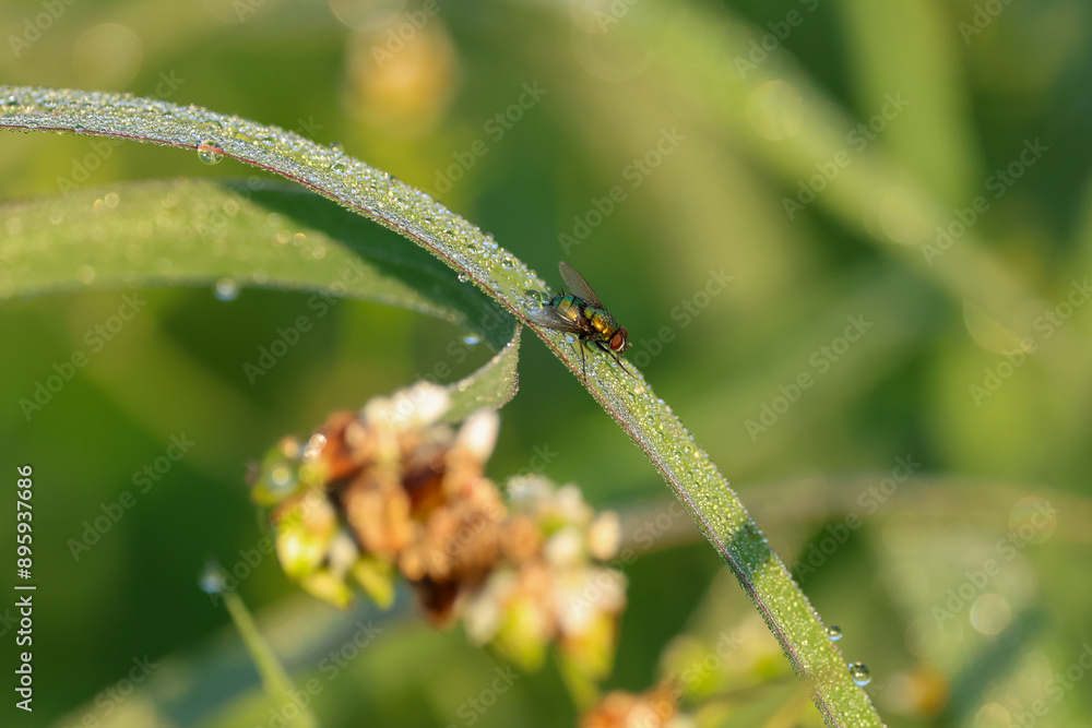 a fly sits on a blade of grass with dew drops on it a fly sits on a blade of grass with dew drops on it