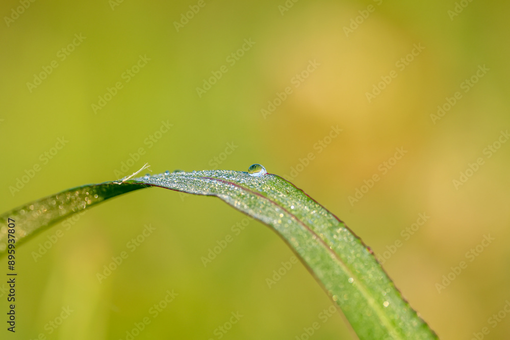 macro image of a blade of grass with dew drops macro image of a blade of grass with dew drops