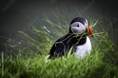 Preparando el nido : Frailecillo atlántico (Fratercula arctica) El frailecillo común es una especie de ave caradriforme de la familia Alcidae. Fotografiado en un acantilado de las Islas Faroe. photo