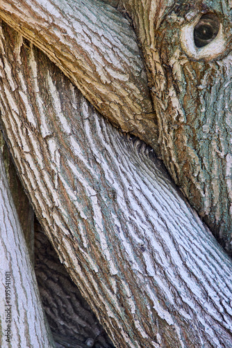 Eine Reise durch Südafrika. Kapstadt und  Umgebung. Close up von einem Baumstamm. photo