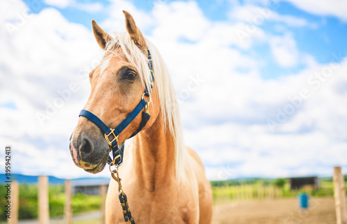 Canvas Print the most beautiful horse shows his temperament and beauty on summer sunset on dr