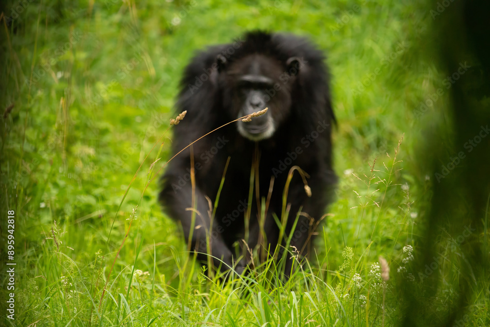 Fototapeta premium Portrait of chimpanzee (Pan troglodytes) unfocus