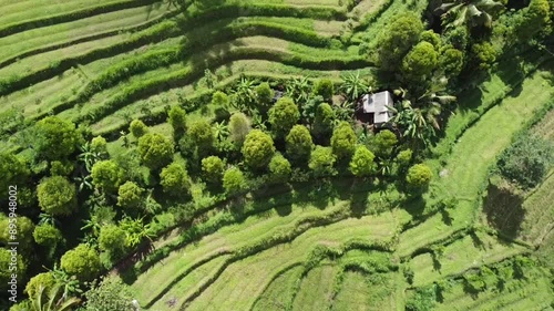 Aerial View of Lush Green Rice Terraces in Bali