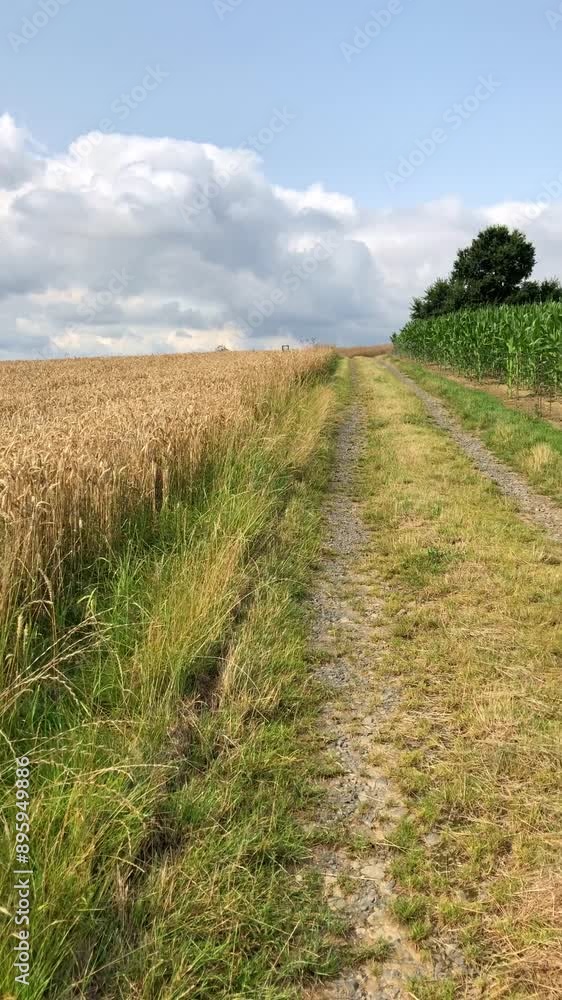 Golden wheat and green corn field with agricultural road or path in the countryside, idyllic landscape Golden wheat and green corn field with agricultural road or path in the countryside, idyllic landscape