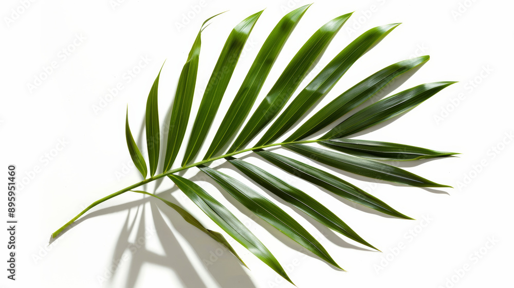 Single green palm leaf isolated on white Single green palm leaf isolated on white