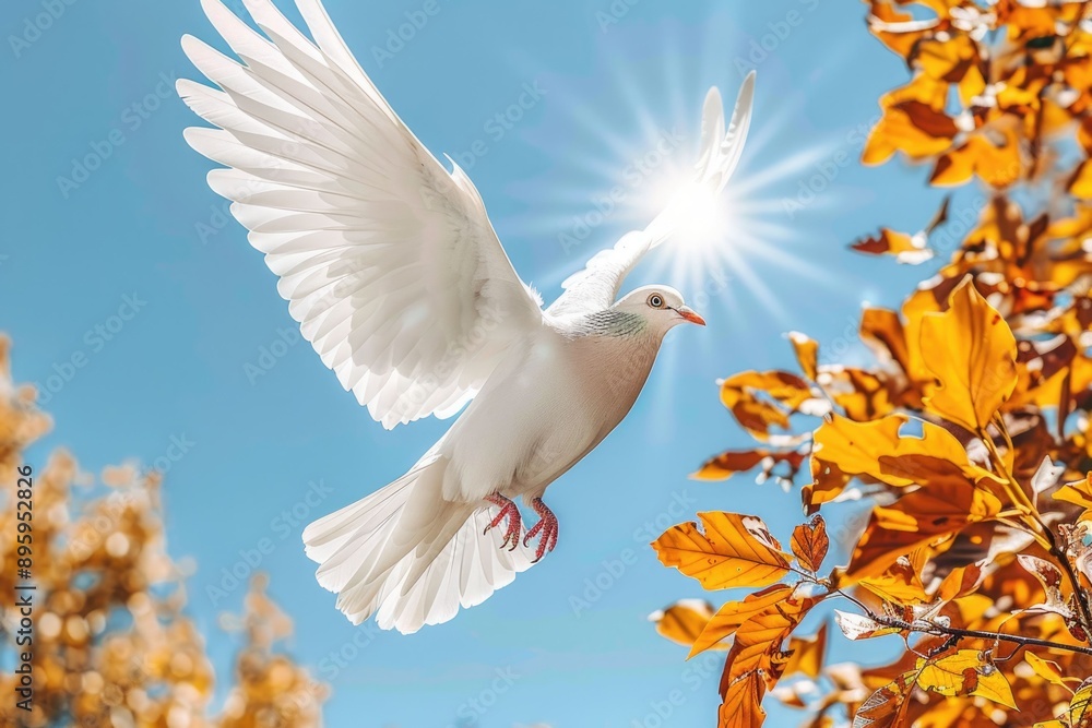Dove flying with open wings in front of the sun Dove flying with open wings in front of the sun