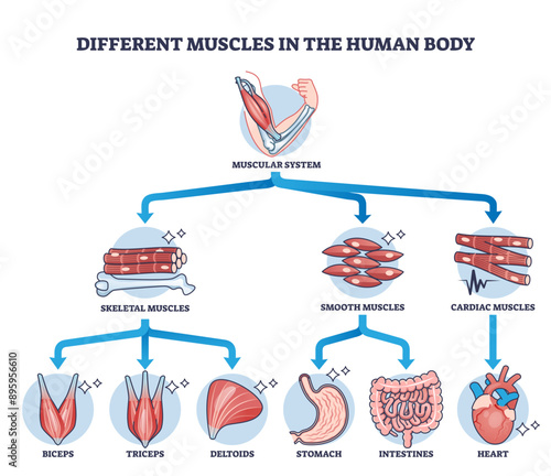 Different muscles in human body and muscular classification outline diagram, transparent background. Labeled educational physiological parts scheme with anatomic skeletal.