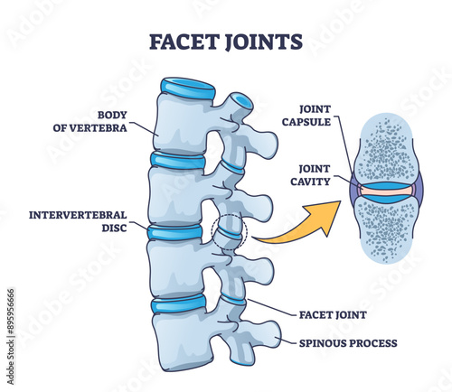 Facet joints anatomy with bone capsule and cavity closeup outline diagram, transparent background. Labeled educational medical explanation with body of vertebra.