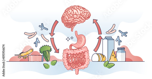 Gut brain axis and interaction with colon and brain organs outline diagram, transparent background.
