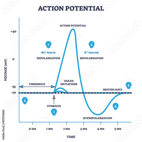 Action potential and neuron membrane spike after stimulus outline diagram, transparent background. Labeled educational scheme with threshold, depolarization.