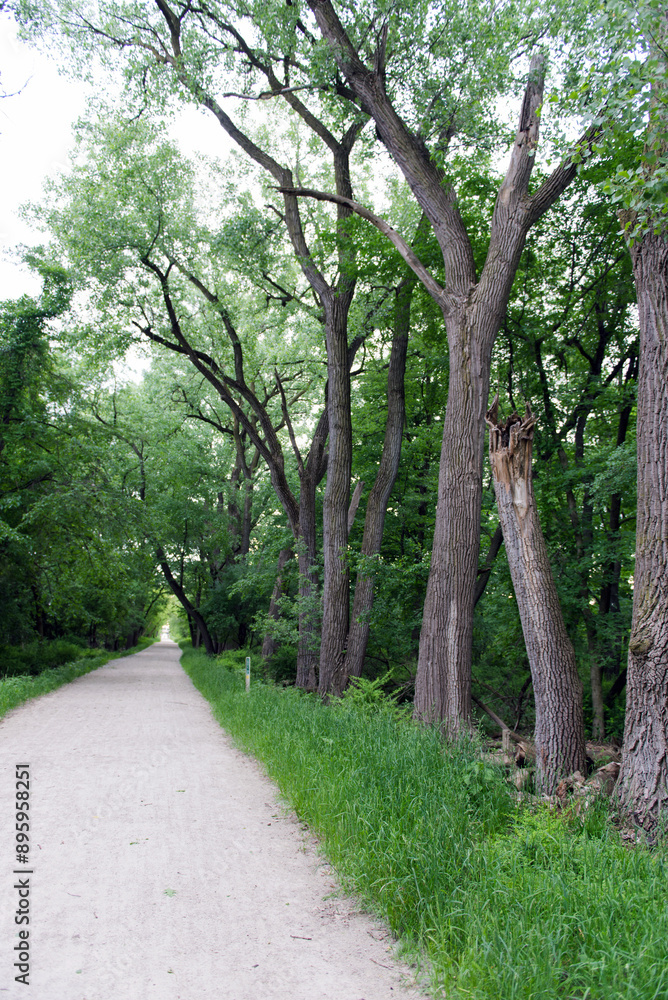 Fototapeta premium Scenic view of beautiful park alley for a walk between tall vibrant green trees. Walking in the park. A footpath in the park for walking.