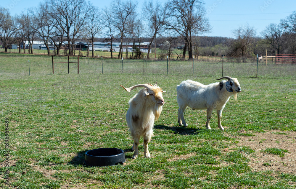 Fototapeta premium He-goats look on in curiosity