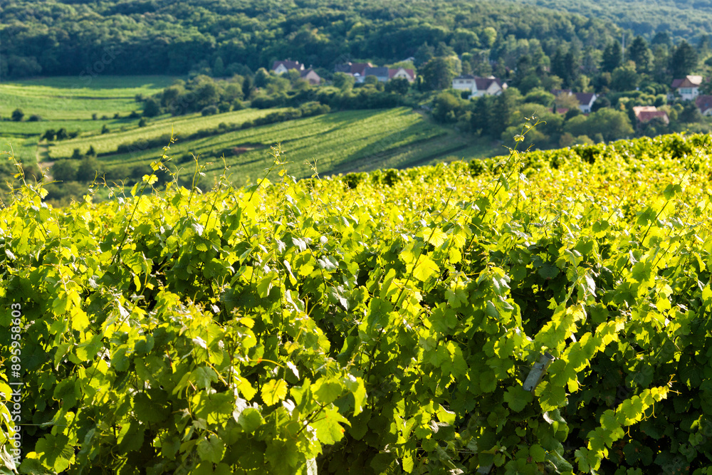Vignoble Alsace Vignoble Alsace