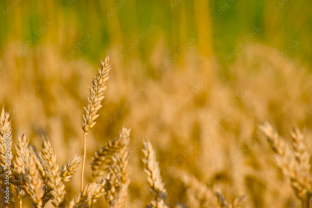 Fototapeta premium summer harvest, ripe ear of wheat in the golden hour close-up