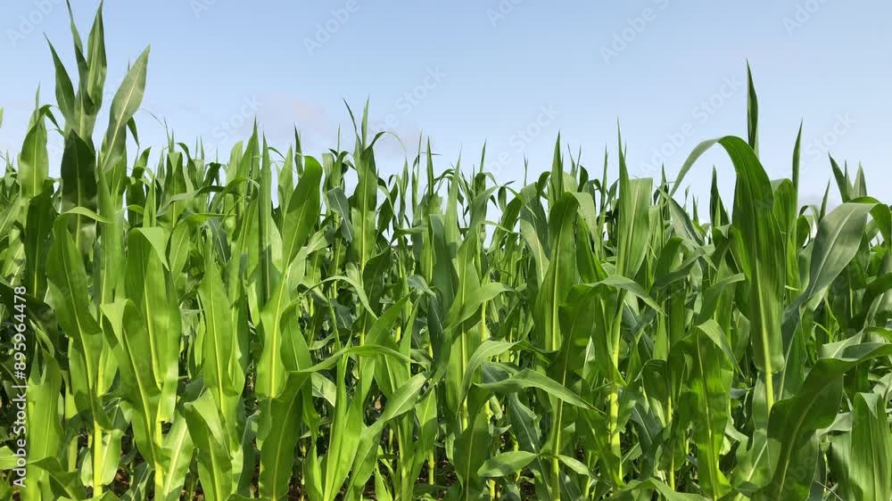 Corn field with green stalks and leaves against sky Corn field with green stalks and leaves against sky