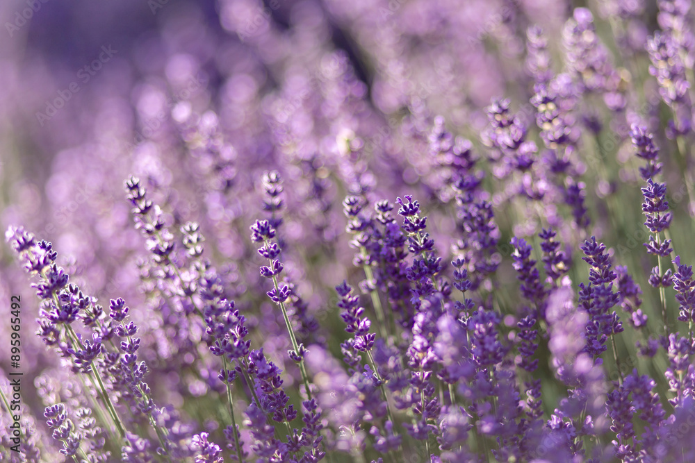 blühender Lavendel in Deutschland Nahaufnahme
blühender Lavendel in Deutschland Nahaufnahme