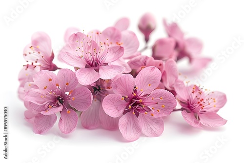 Delicate Pink Cherry Blossoms in Full Bloom