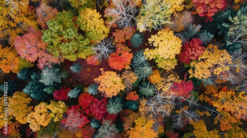 Aerial view of a forest showing trees with colorful foliage ranging from green to yellow and red © Shozib