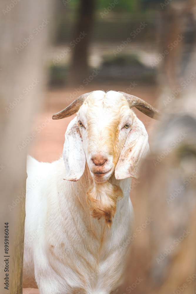 Fototapeta premium A little white goat in the farm, animal living in nature portrait photo. Close-up and selective focus.