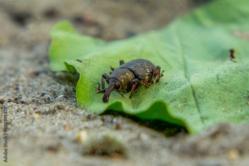 The fir beetle (Pissodes piceae) is a species of beetle from the weevil family. an insect sitting on a green leaf in the forest on a macro scale The fir beetle (Pissodes piceae) is a species of beetle from the weevil family. an insect sitting on a green leaf in the forest on a macro scale